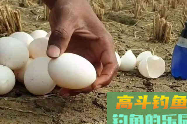据说热天用这开饵水，鲫鲤鱼特好钓