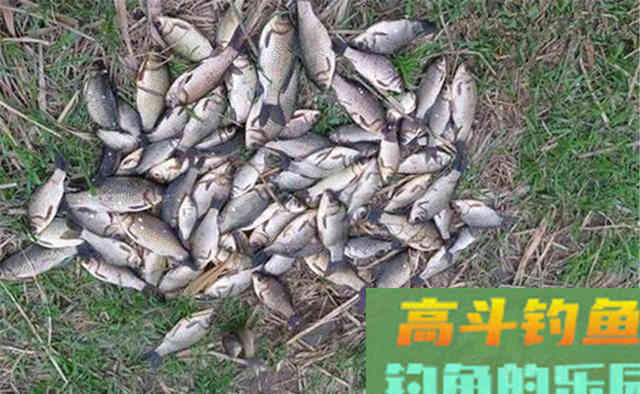 晚秋钓鲫鱼，酒米的三大科学用法