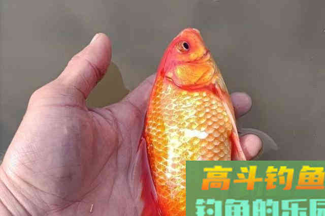 冬天诱鱼太慢，恰巧我有4个打窝诀窍