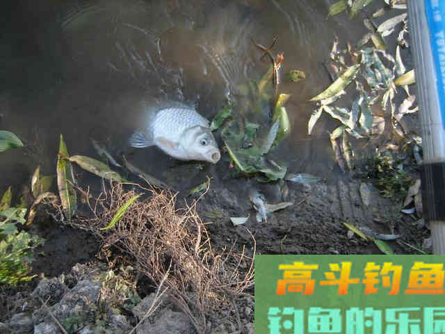 我钓鱼时常遇到的那位高手老黄，钓法出其不意