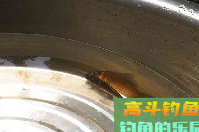 蚯蚓钓鱼，别人爆护你“白板”！学会通杀型挂法