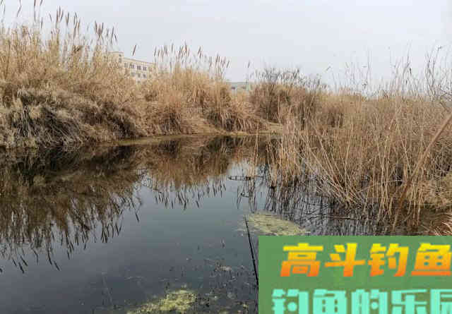 钓两条就停口？浅水钓鱼最怕炸窝，预防比解决更重要