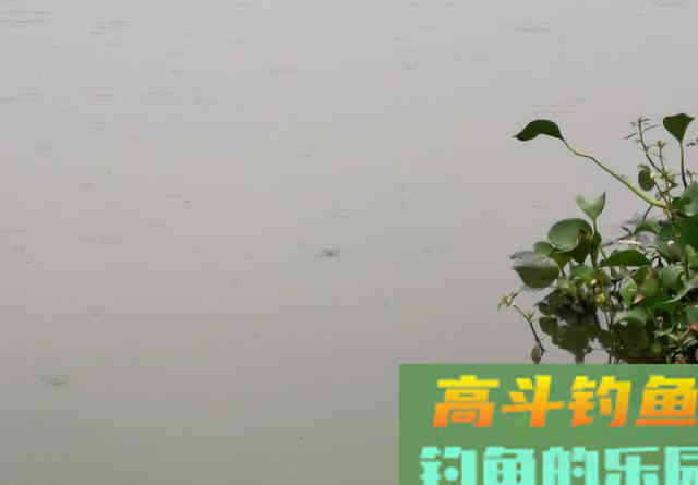 轻口鱼难钓？按我的方法做一钓一个准