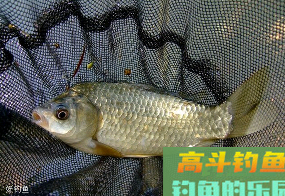 万能饵料非蓝鲫莫属，分享三个经典的搭配配方