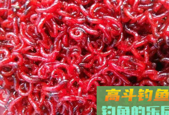 红虫钓的鱼，人可正常食用！不要再盲目听信红虫对人体有害