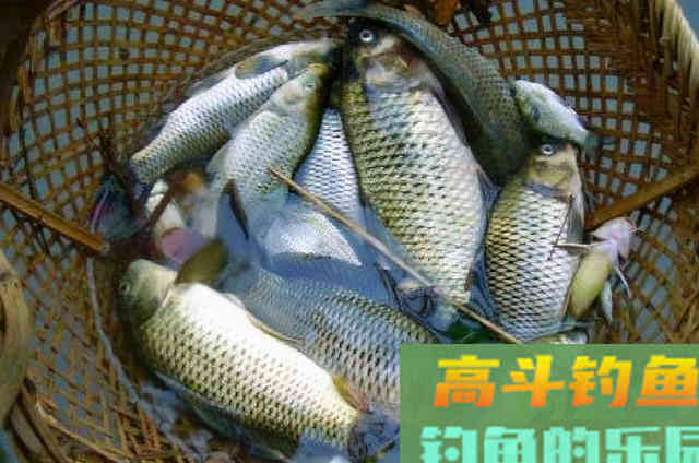 老司机道破打完窝后，半天都没鱼咬钩的原因