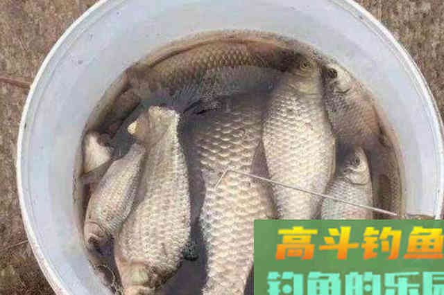 二十年老钓手强烈推荐，这窝料简单又实用