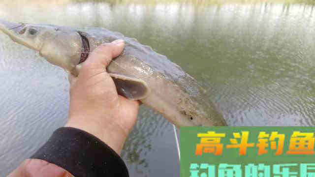 钩距大小有何讲究？实战经验告诉你