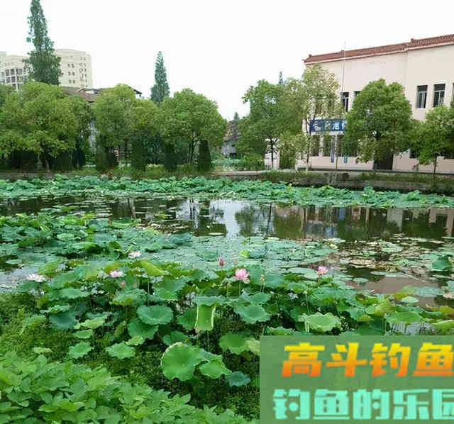 水底有鱼星就是不吃钩？大概率这个原因害的
