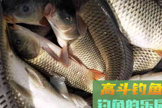 这鲤鱼饵足足用了三十年，现在依然管用