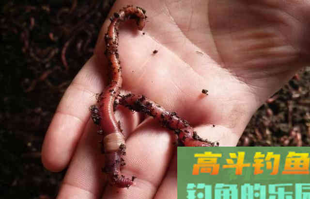 我是如何用蚯蚓钓鱼的