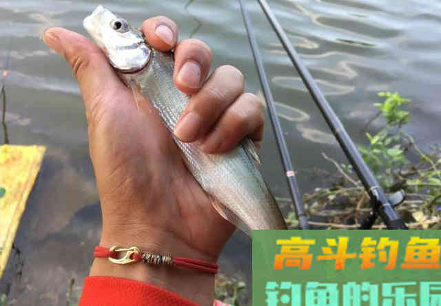 这窝料既能避小鱼又能诱大鱼，野钓打窝刚刚好