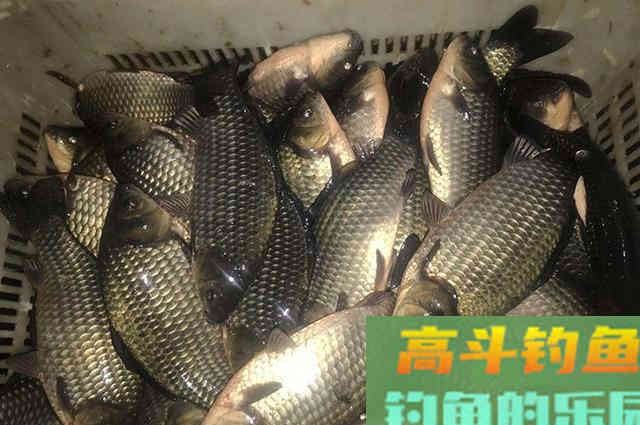 这种食物拿来做鱼饵，野钓鲫鱼效果很好