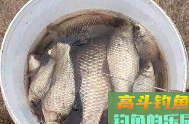 刚立冬，我就用这特效鲫鱼饵，简单又实用