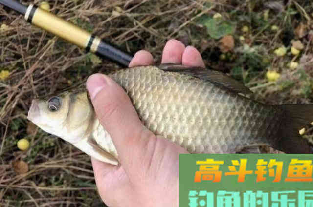 我只要用这鲫鱼特效饵，一个鱼护都嫌少