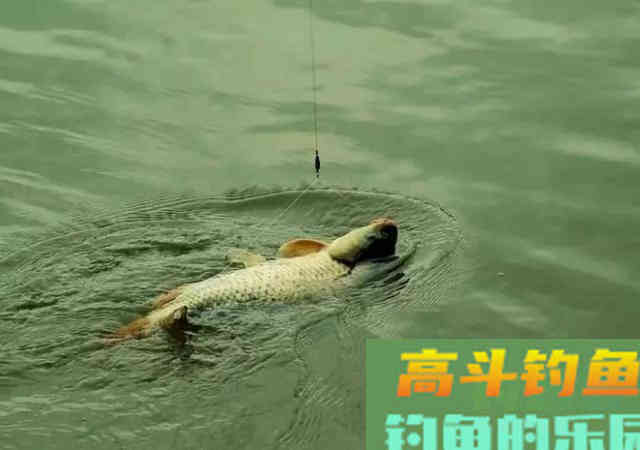 这几个迹象出现时，说明大鱼已经进窝了