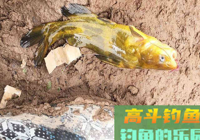 上鱼多的秘诀，不靠昂贵的钓具，而是思路