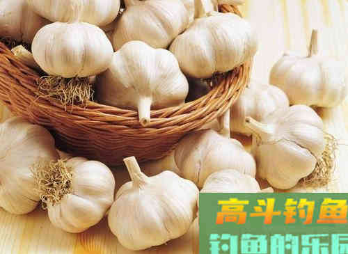 用大蒜做钓饵，到底是钓鱼人的噱头，还是不得其法用不好呢