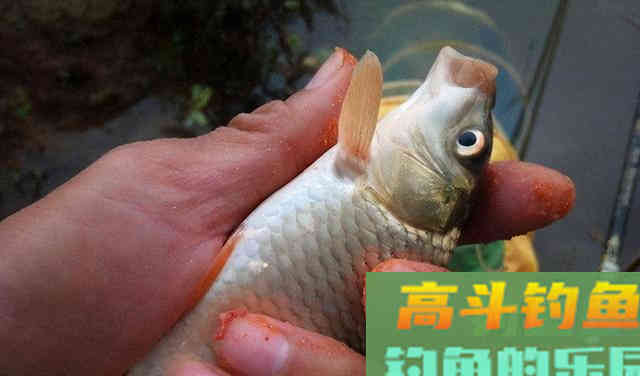 没有完美的饵料，说一说几种错误的用饵情况
