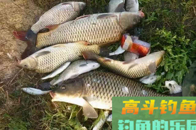 鲤鱼钓了三十年，至今才公开这饵料