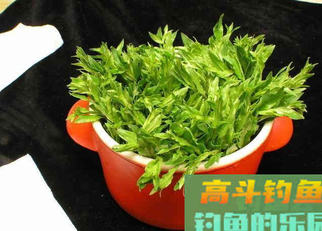 是噱头还是炒作，枸杞钓鱼，到底行不行