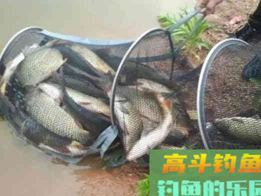 同样的钓点，为何新手越钓鱼越少，老鸟越钓连杆时间越久