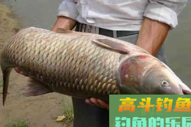 草鱼再大也得乖乖上钩，原来这饵才是连竿的秘诀