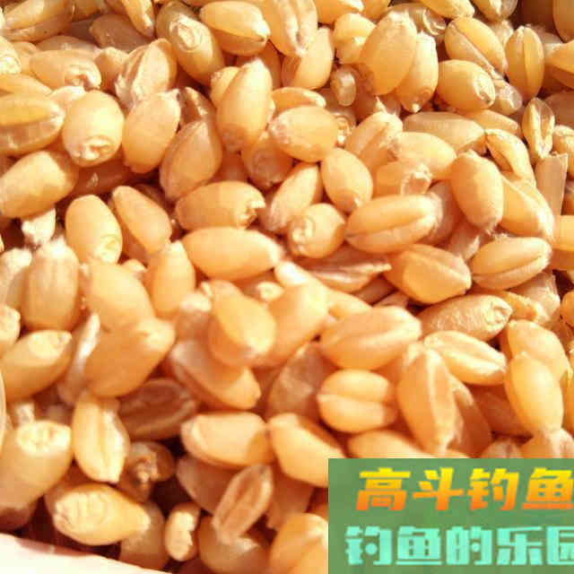 用哪一种饵料打窝，进窝大鲫鱼会更多