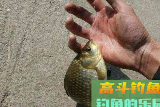 水底有草就收竿不钓？这3个破解招式，简单实用