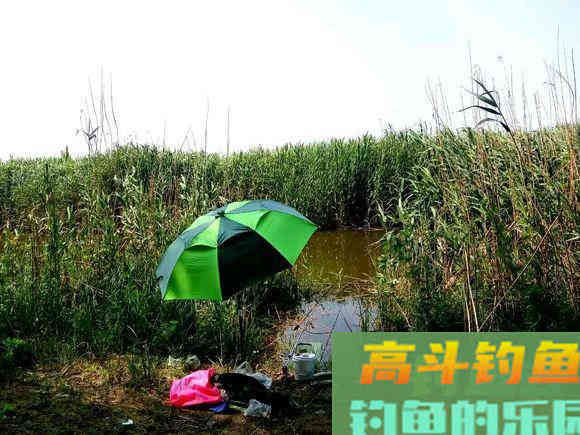 这样发酵出来的玉米鲫鱼鲤鱼草鱼都喜欢 这样发酵出来的玉米鲫鱼鲤鱼草鱼都喜欢