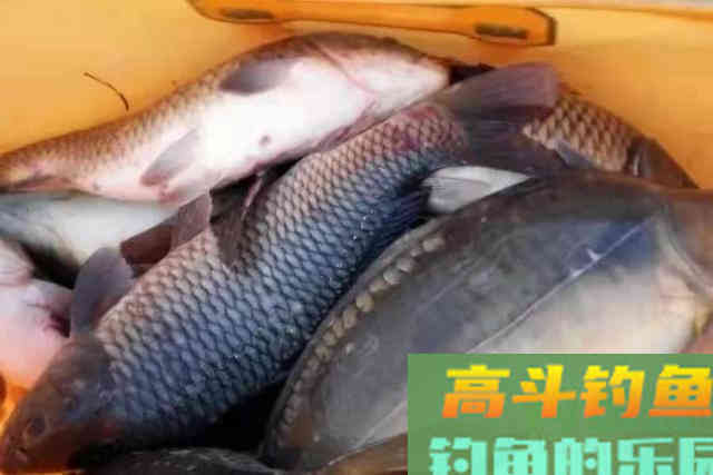 这4种天然小药，简单实用，关键鲫鲤鱼特爱吃