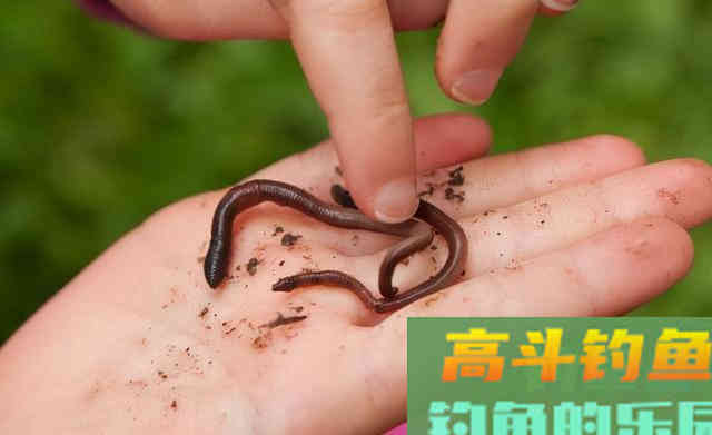 红蚯蚓，黑蚯蚓，都是蚯蚓，钓鱼还有区别