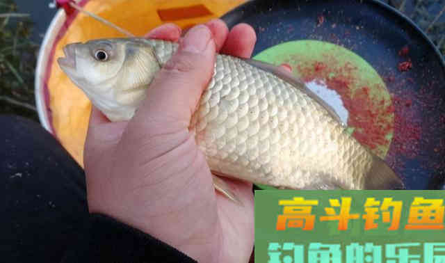 饵料状态对于钓鱼的影响