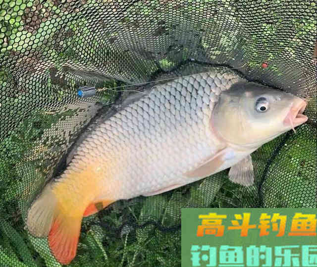 渔具店老板自制的神饵，是真好用还是真忽悠