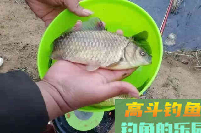 春钓打窝，我只想用这几招，诱鱼特快