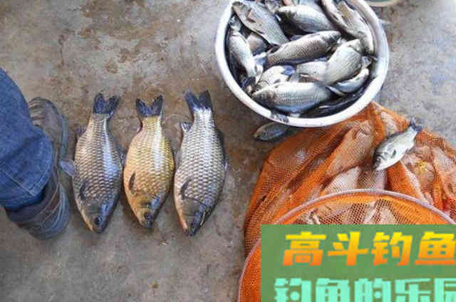 这5种特效饵专攻板鲫，试过的人绝非等闲之辈