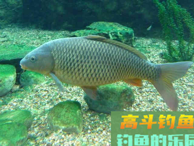 浅谈香料在钓鱼中的影响，有的纯属骗人