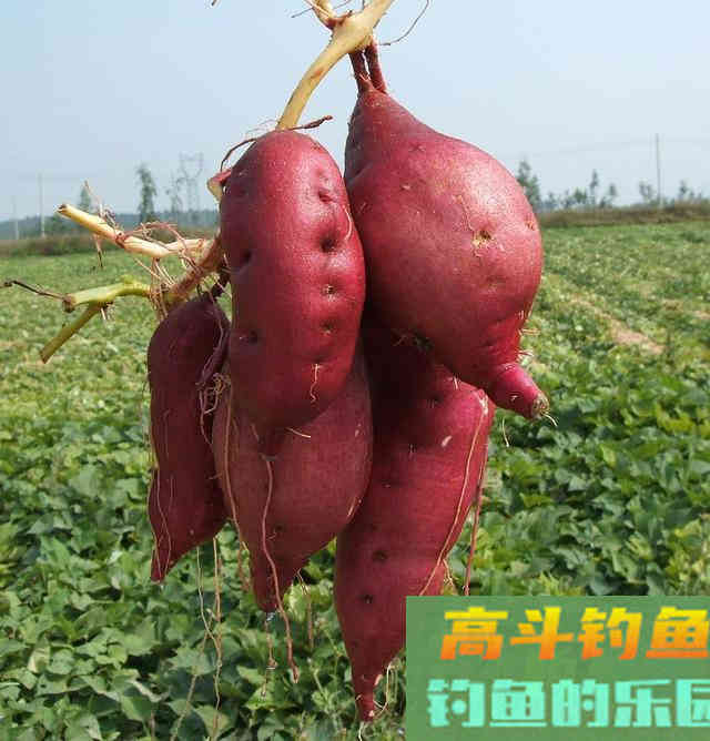 谁才是野钓饵料之王？五种入围，表现都很不错