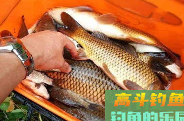 到了秋天，我就只想用这鲤鱼饵