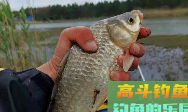 有鱼咬钩后，应该什么时候提竿