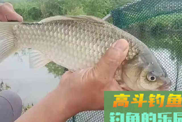 野钓用这4个打窝神器，诱鱼快，鱼获至少提升5倍