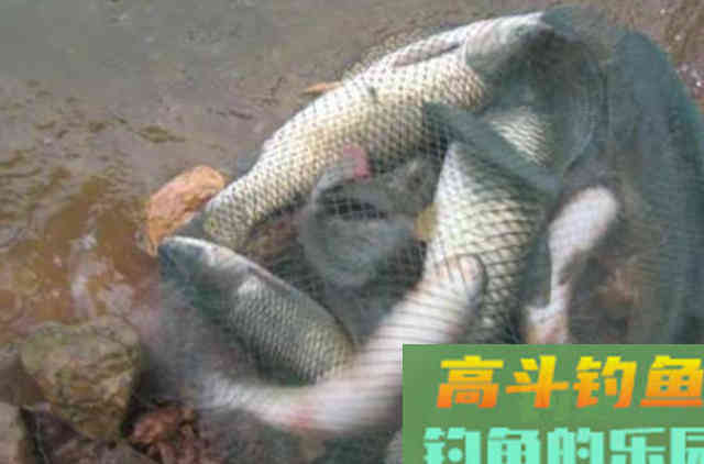 说了你可能不信，钓了那么多年草鱼，唯独这饵最实用
