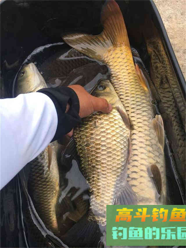 如何钓好过路鱼？可不带窝料，时常有惊喜