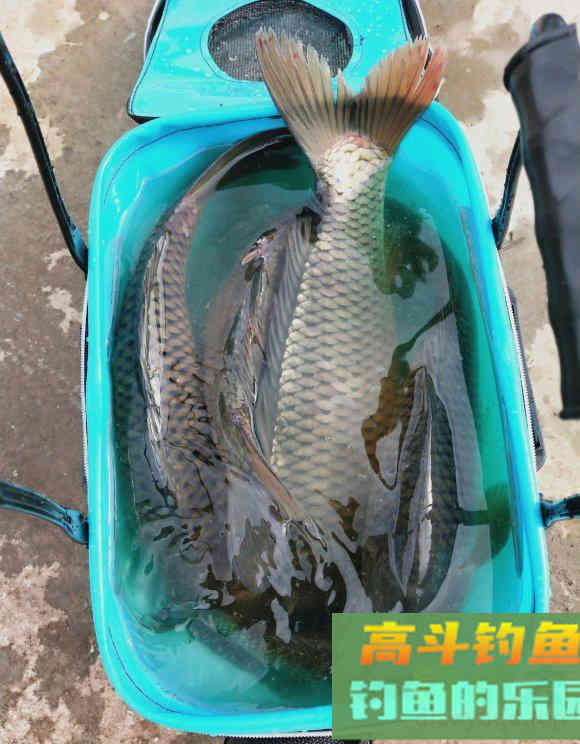钓鱼要学会养窝，鱼儿越聚越多