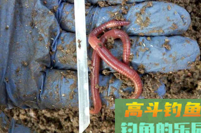 虫饵按我这样用，鲫鲤鱼一见就狂咬