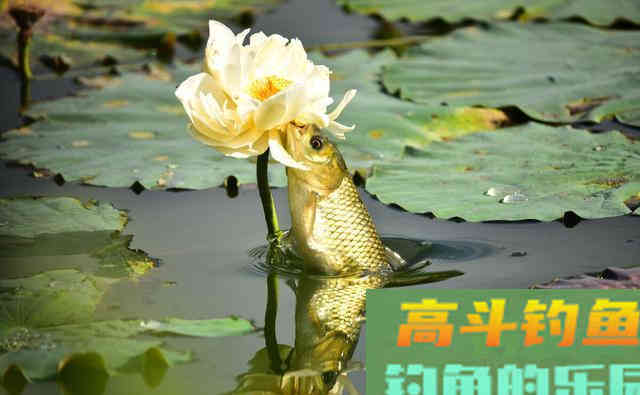 退水后鱼该怎么钓呢