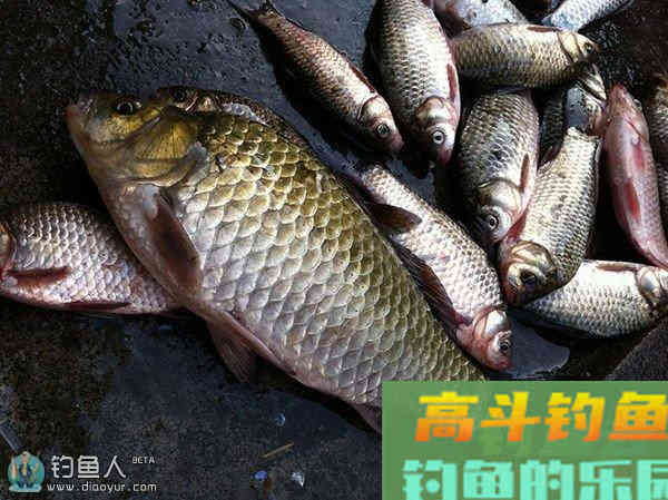 主攻大鲫鱼的香饵老鬼商品饵配方