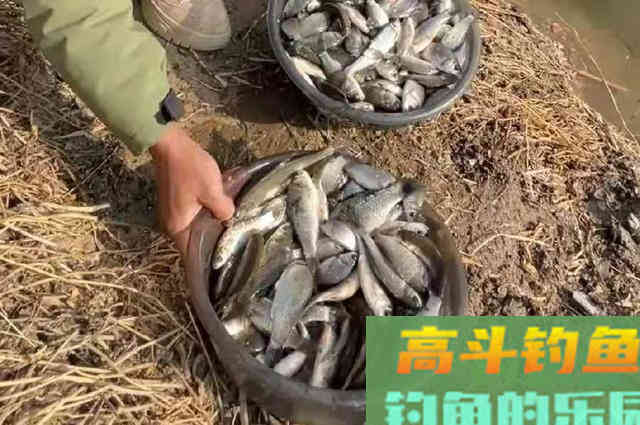 就这特效鲫鱼饵料，一般商品饵还真没法比