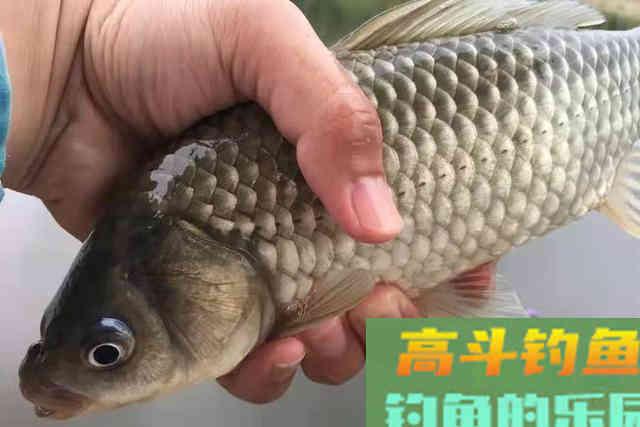 用馒头来代替，鲫鲤鱼好钓到没话说