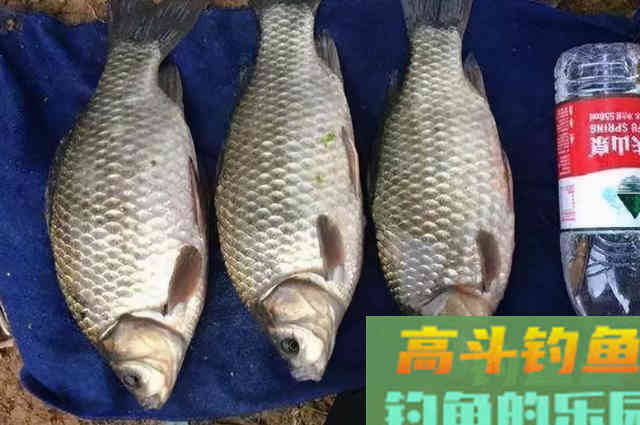 自从有了这窝料，不管在哪钓，大板鲫接二连三的上